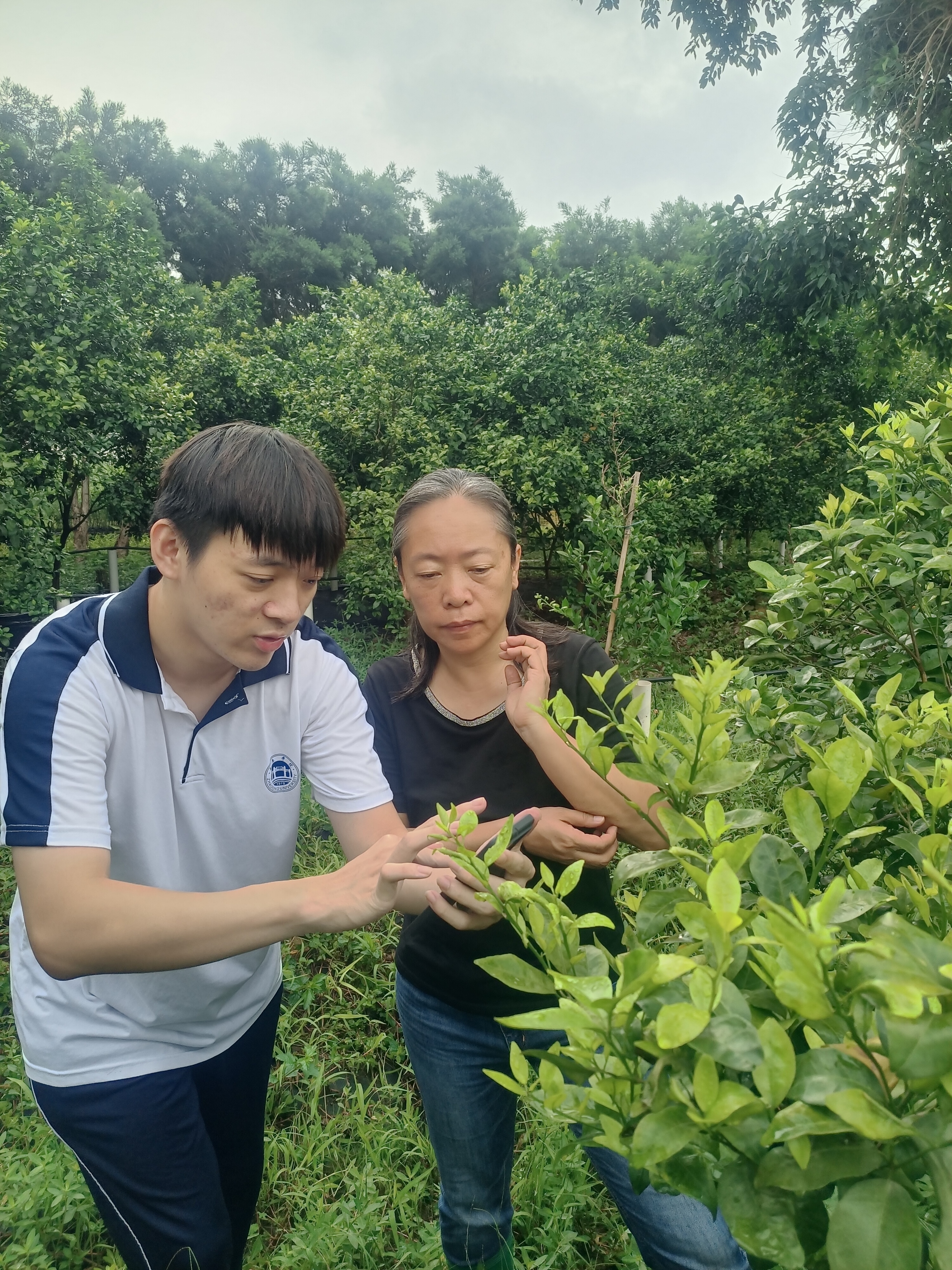 肇庆学院柑橘创新团队成员正利用手机APP进行果树生长监测。受访单位供图